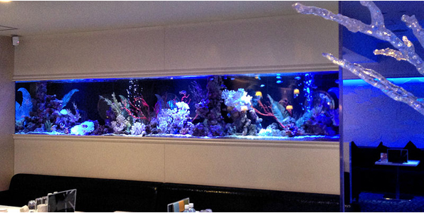 ９メートル海水魚水槽(客席側1)